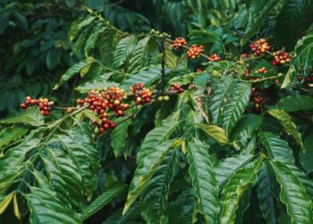 Pesquisa brasileira transforma folhas de café em produto inovador