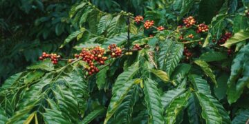 Pesquisa brasileira transforma folhas de café em produto inovador