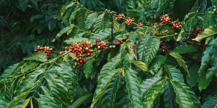 Pesquisa brasileira transforma folhas de café em produto inovador