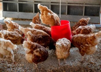 Ração pode ficar mais sustentável com uso de biomassa agrícola