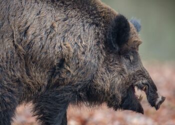 Caça aos agressivos javalis invasores é autorizado no Brasil