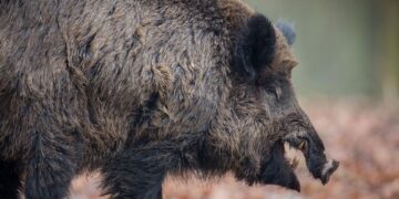 Caça aos agressivos javalis invasores é autorizado no Brasil