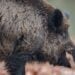 Caça aos agressivos javalis invasores é autorizado no Brasil