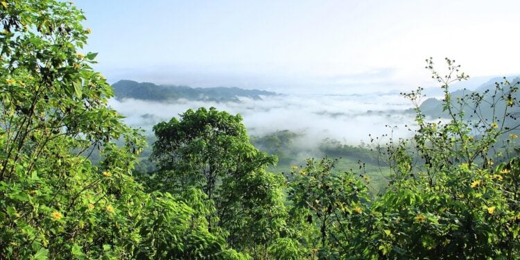 Amazônia tem mistérios surpreendentes nunca resolvidos antes - Imagem: Pixabay