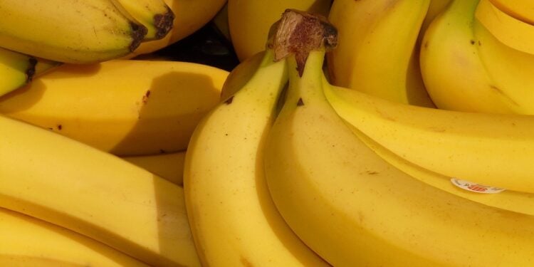 Bananas cultivadas em solo do desastre de Mariana possuem nível alto de toxinas - Imagem: Pixabay