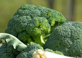 Cozinhar bem o brócolis faz diferença no gosto e nos nutrientes - Imagem: Pixabay