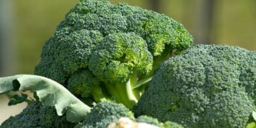 Cozinhar bem o brócolis faz diferença no gosto e nos nutrientes - Imagem: Pixabay