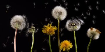 Planta medicinal chama atenção por benefícios ao fígado e combate ao inchaço - Imagem: Pixabay