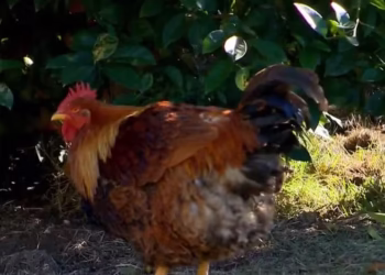 Galinha se transforma em galo após passar por reversão sexual - Imagem: Reprodução/RBS TV