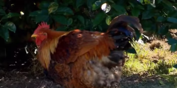 Galinha se transforma em galo após passar por reversão sexual - Imagem: Reprodução/RBS TV