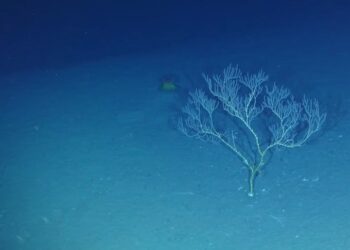 Ilha do tamanho de um país afundou no litoral brasileiro - Imagem: Divulgação/Centro Oceanográfico Nacional