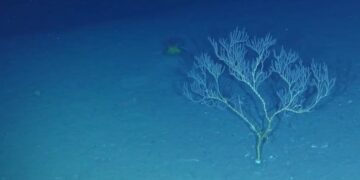 Ilha do tamanho de um país afundou no litoral brasileiro - Imagem: Divulgação/Centro Oceanográfico Nacional