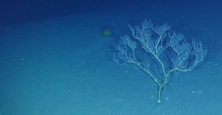 Ilha do tamanho de um país afundou no litoral brasileiro - Imagem: Divulgação/Centro Oceanográfico Nacional