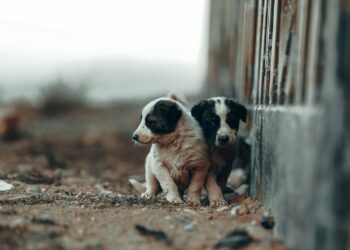 Foto: zana pq/Unsplash