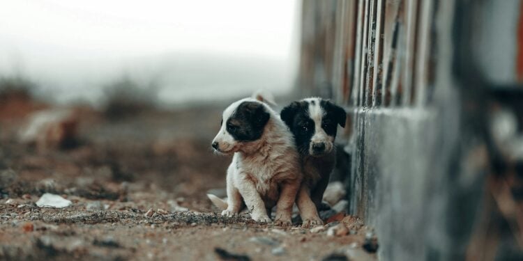 Foto: zana pq/Unsplash