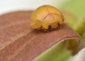 Joaninha sem manchas e amarela que se adapta a situações extremas é descoberta - Imagem: Divulgação/Gabriel Celante/Cemafauna/Univasf