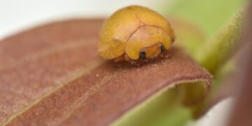 Joaninha sem manchas e amarela que se adapta a situações extremas é descoberta - Imagem: Divulgação/Gabriel Celante/Cemafauna/Univasf