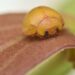 Joaninha sem manchas e amarela que se adapta a situações extremas é descoberta - Imagem: Divulgação/Gabriel Celante/Cemafauna/Univasf