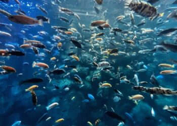 Foto: Patricia Jekki/Unsplash