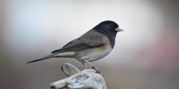 pássaros
