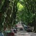 Foto: Amigos da Rua Gonçalo de Carvalho/Divulgação