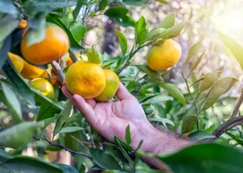 Tangerineira - Reprodução/iStock