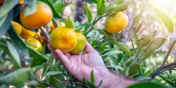 Tangerineira - Reprodução/iStock