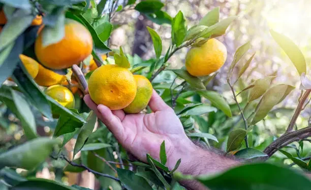 Tangerineira - Reprodução/iStock