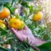 Tangerineira - Reprodução/iStock