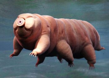 Esse animal deixa todos sem reação por ser imune ao fogo, frio e espaço