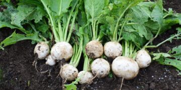Vegetal com mais nutrientes que espinafre é pouco consumido por brasileiros - Imagem: Reprodução/Redes sociais