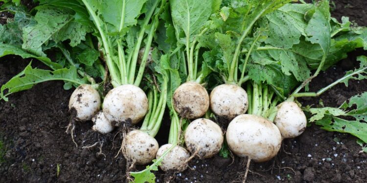 Vegetal com mais nutrientes que espinafre é pouco consumido por brasileiros - Imagem: Reprodução/Redes sociais