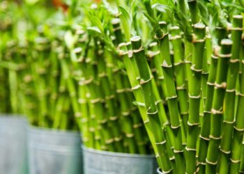 Pesquisadores apontam o potencial nutricional do bambu para saúde