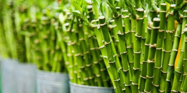 Pesquisadores apontam o potencial nutricional do bambu para saúde