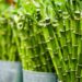 Pesquisadores apontam o potencial nutricional do bambu para saúde