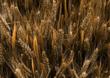 Etanol de trigo começa a ser produzido no Brasil com autorização da ANP