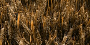 Etanol de trigo começa a ser produzido no Brasil com autorização da ANP