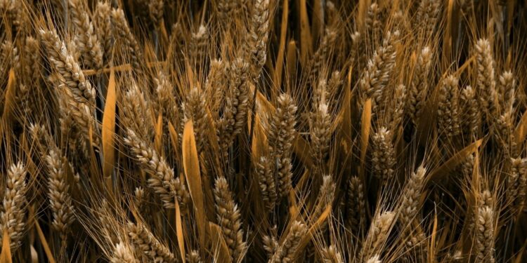 Etanol de trigo começa a ser produzido no Brasil com autorização da ANP