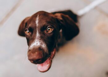 Belo Horizonte adota regra que inclui pets nos abrigos para pessoas em situação de rua