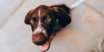 Belo Horizonte adota regra que inclui pets nos abrigos para pessoas em situação de rua