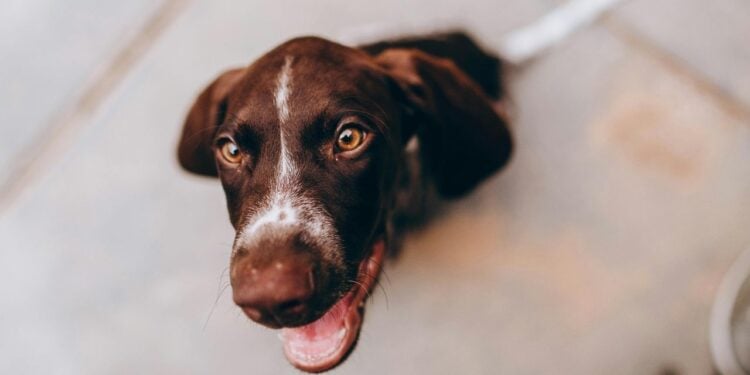 Belo Horizonte adota regra que inclui pets nos abrigos para pessoas em situação de rua