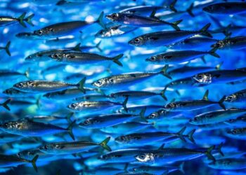Peixe acessível conquista paladares e pode ser alternativa deliciosa ao salmão