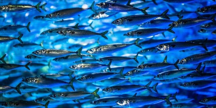 Peixe acessível conquista paladares e pode ser alternativa deliciosa ao salmão