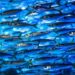 Peixe acessível conquista paladares e pode ser alternativa deliciosa ao salmão