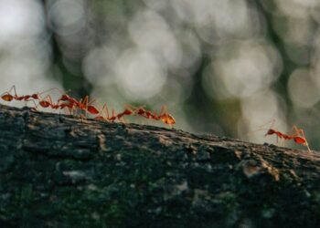 Antibiótico do futuro pode vir das formigas contra bactérias resistentes