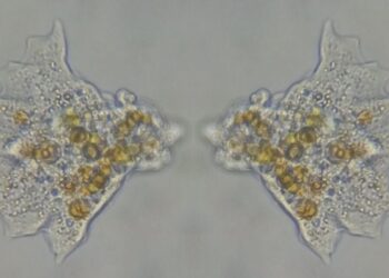 Alerta urgente! Amebas que podem matar estão se espalhando no mundo