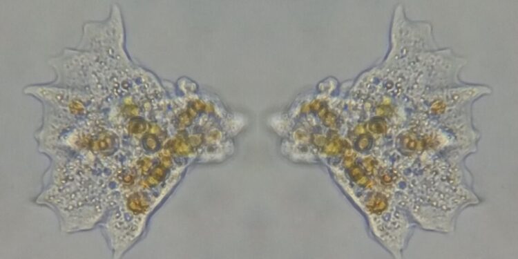 Alerta urgente! Amebas que podem matar estão se espalhando no mundo
