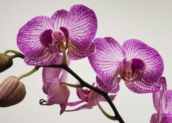 Clima e geografia favorecem alta diversidade de orquídeas no Brasil