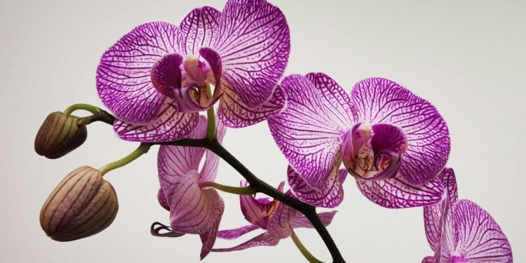 Clima e geografia favorecem alta diversidade de orquídeas no Brasil
