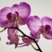 Clima e geografia favorecem alta diversidade de orquídeas no Brasil